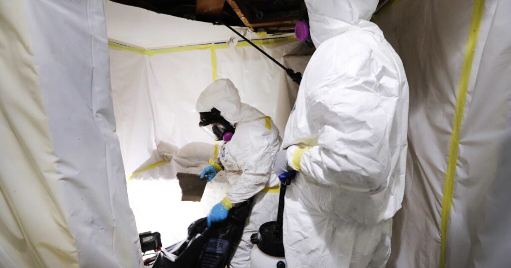Choosing the Right Asbestos Removal Service: What to Look For - Vin ...